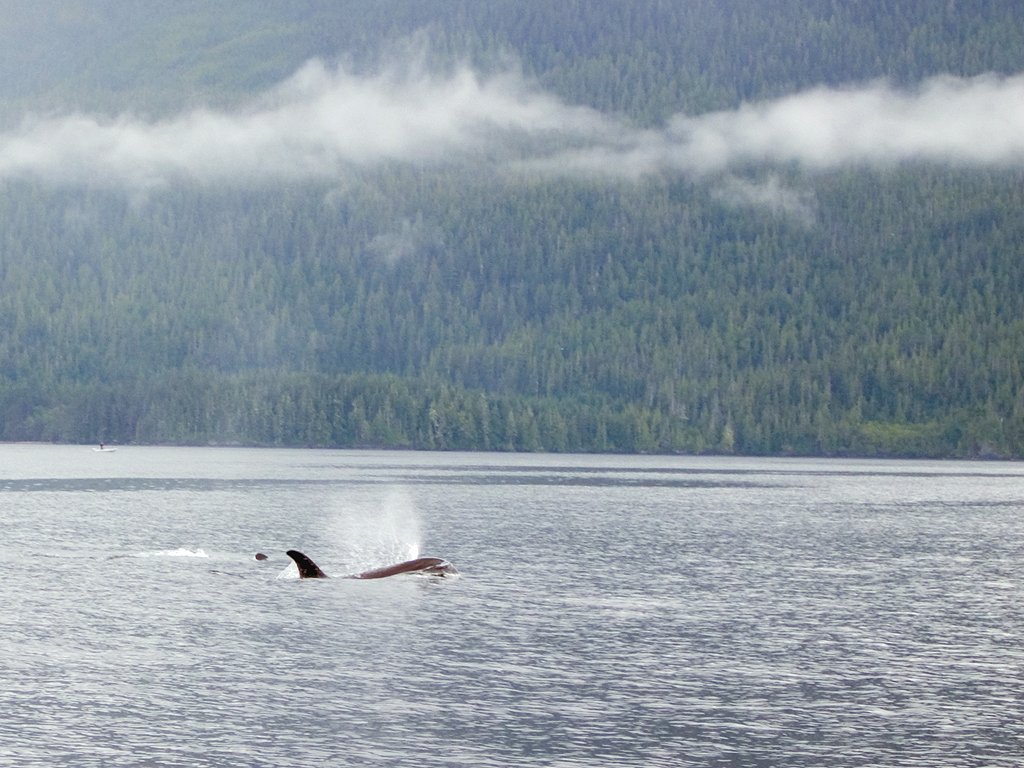 Orca, British Columbia.  Click for next photo.
