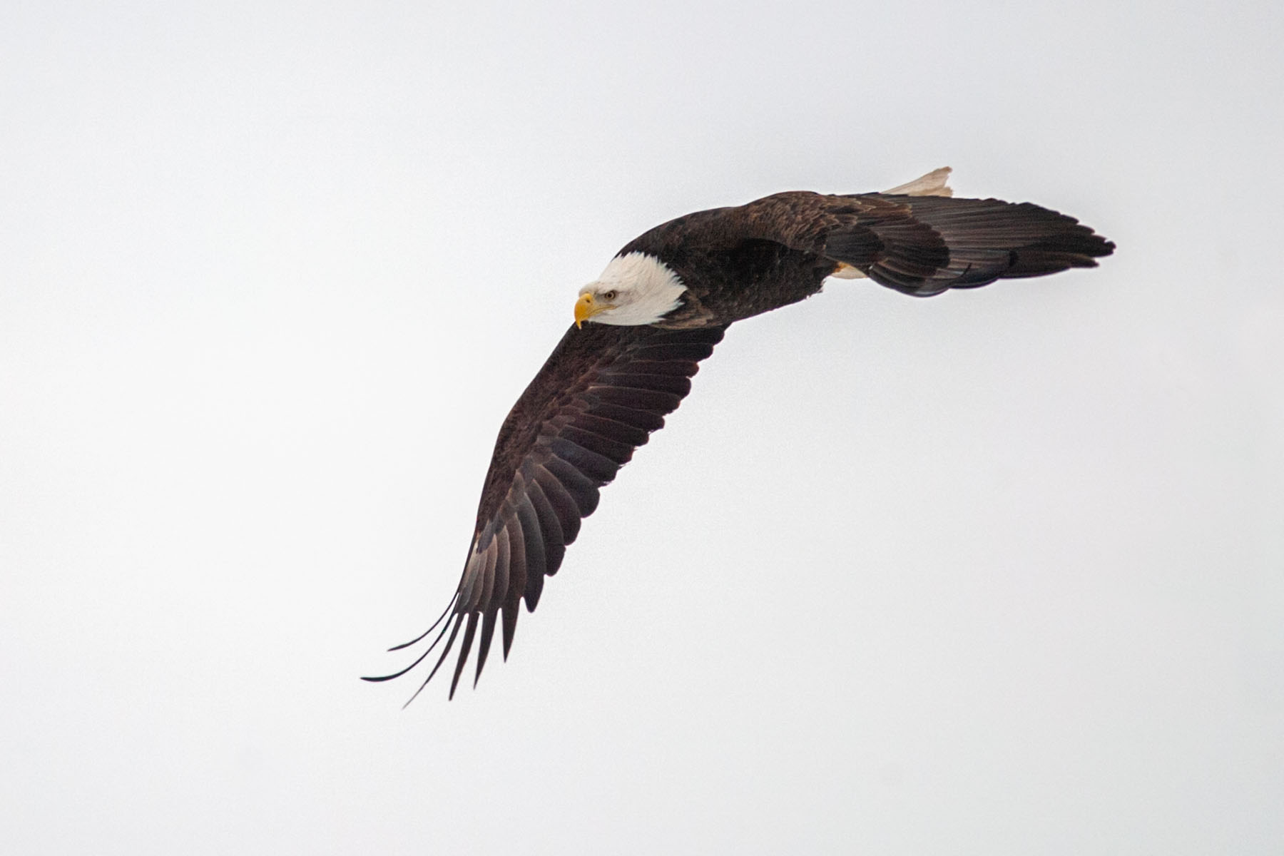 Bald eagle, Keokuk, Iowa.  Click for next photo.