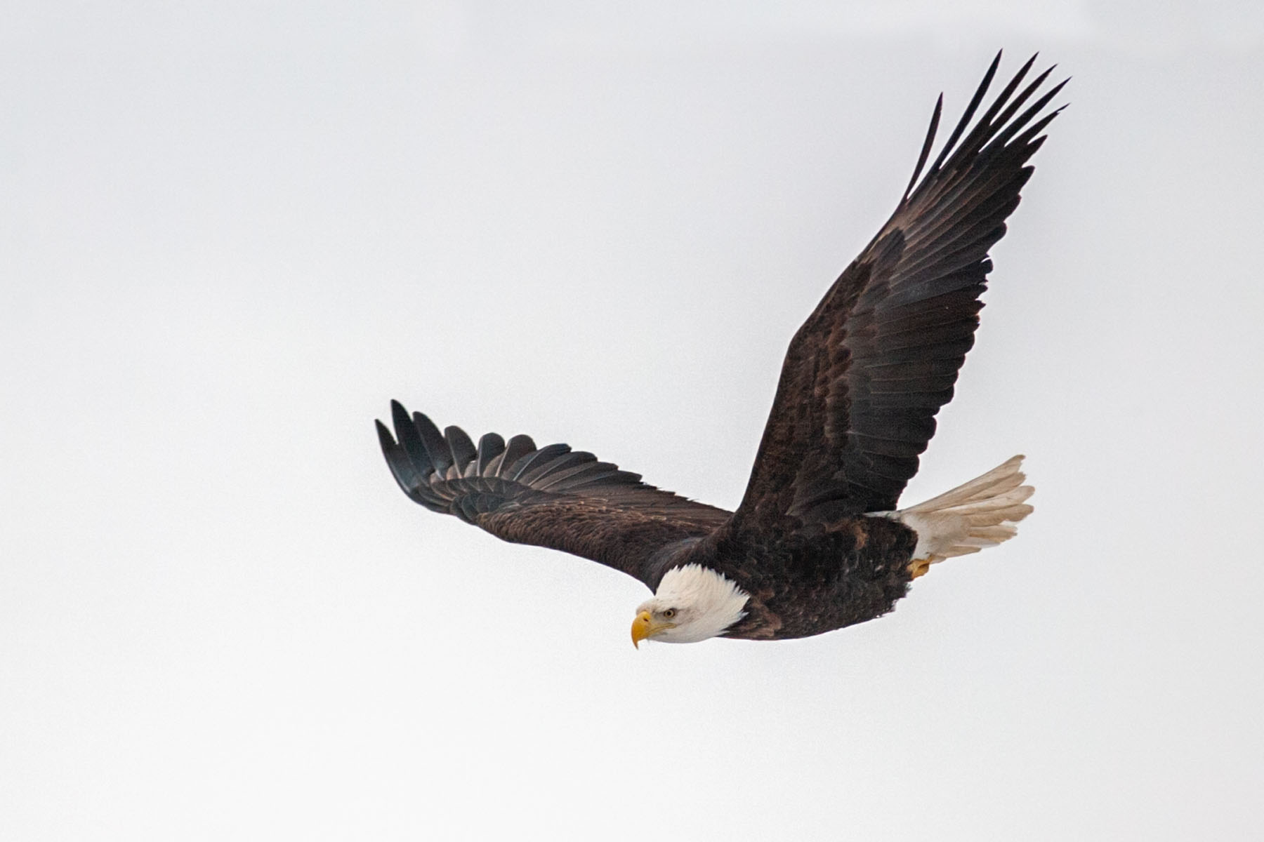 Bald eagle, Keokuk, Iowa.  Click for next photo.