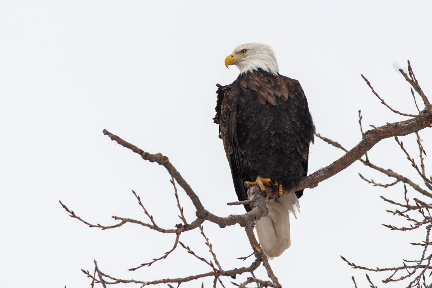 Keeping an eagle eye on what's going on down on the river.  Click for next photo.