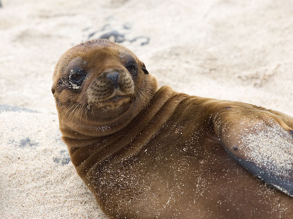 Sea lion, Punta Suarez, Espanola Island, Galapagos.  Click for next photo.