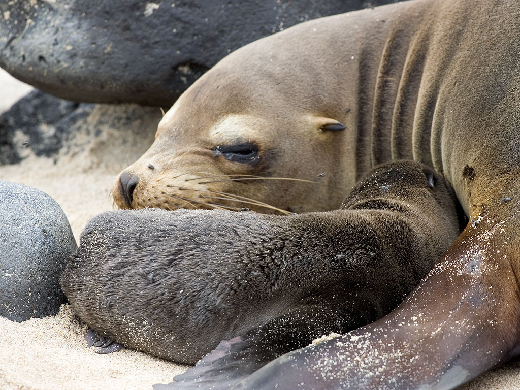 Sea lion and newborn pup, Punta Suarez, Espanola Island, Galapagos.  Click for next photo.