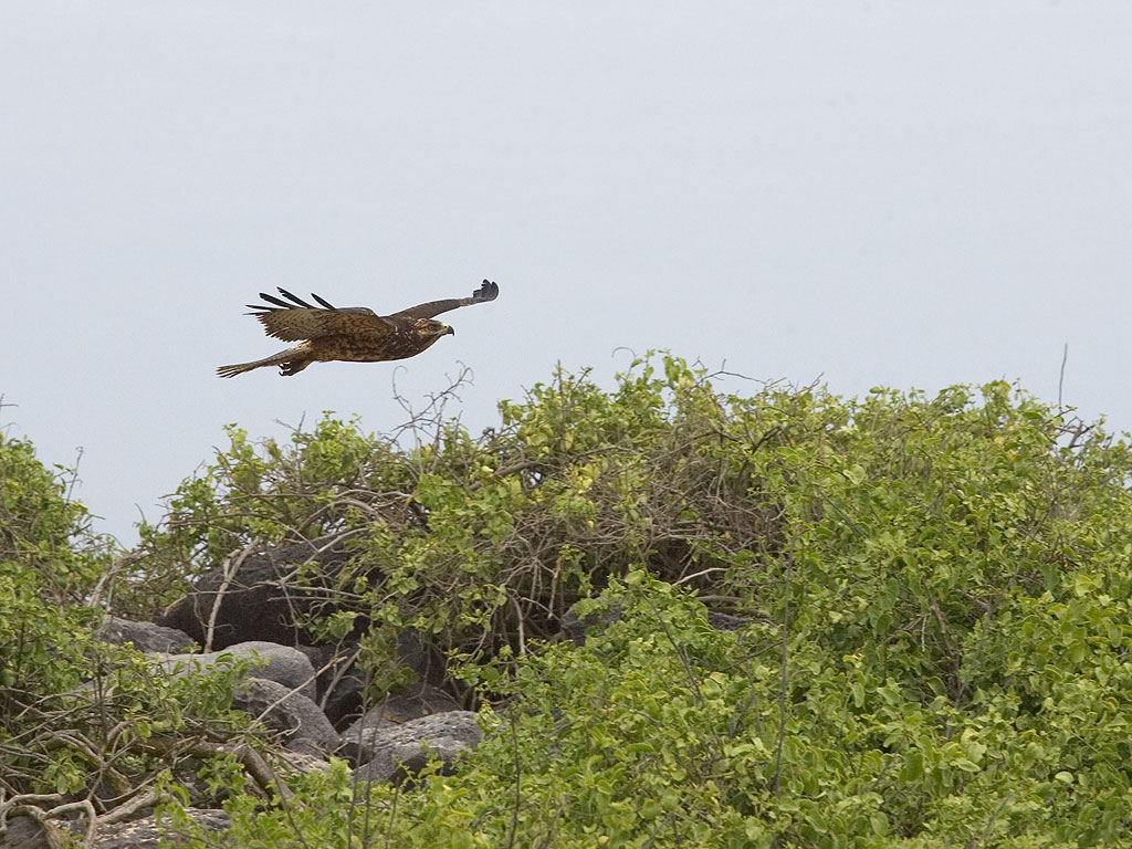 Galapagos Hawk, Punta Suarez, Espanola Island, Galapagos.  Click for next photo.