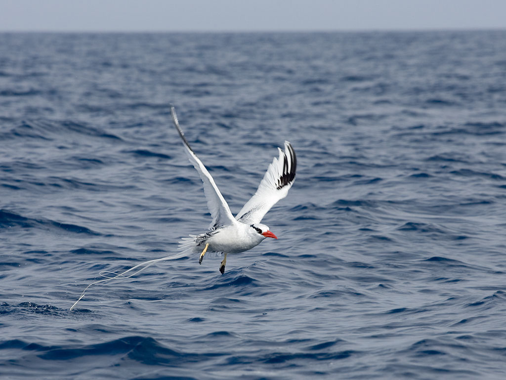Red-billed Tropic Bird, Punta Suarez, Espanola Island, Galapagos.  Click for next photo.