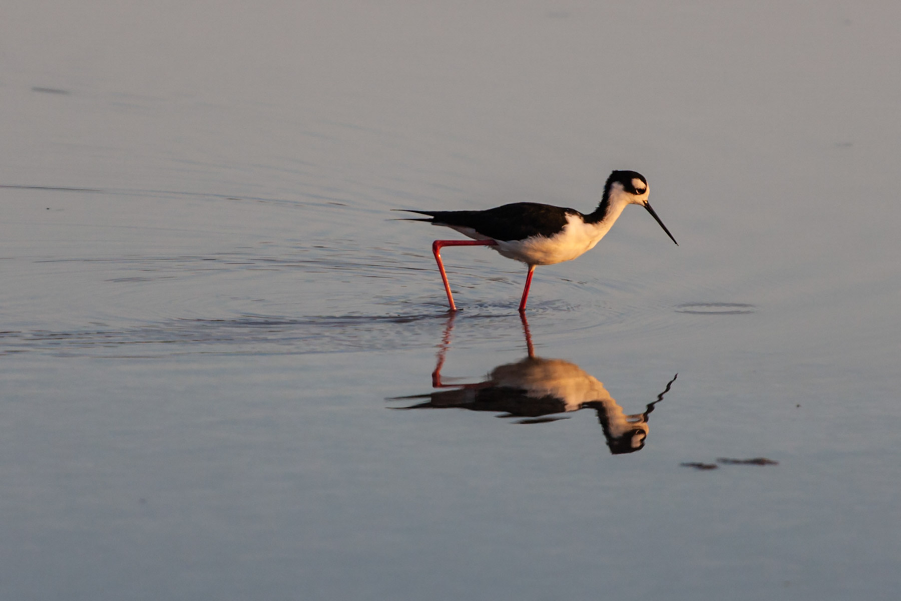 Black-necked Stilt at sunset, Floreana Island, Galapagos.  Click for next photo.