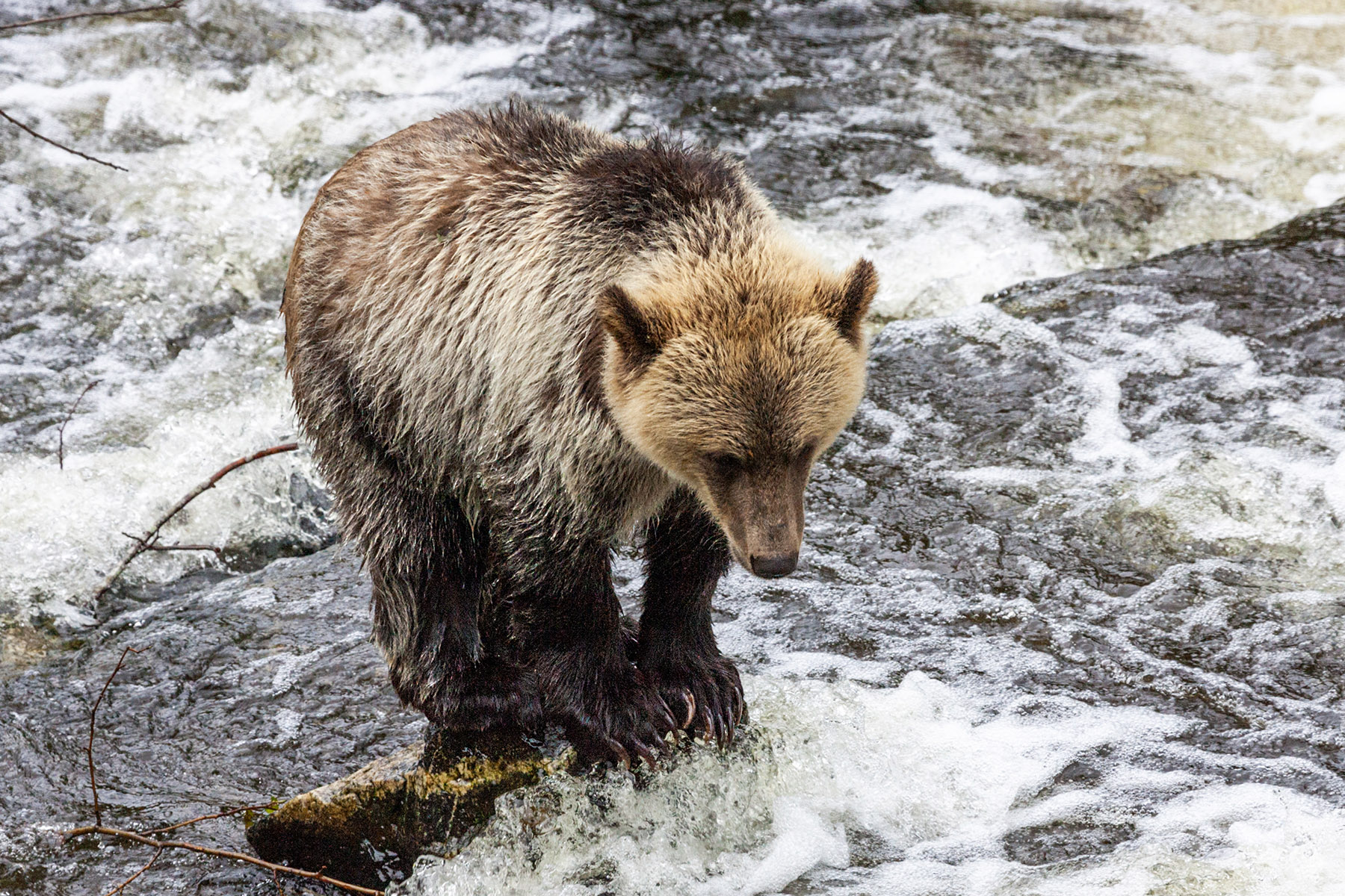 Grizzly bear yearling cub, Knight Inlet, British Columbia.  Click for next photo.