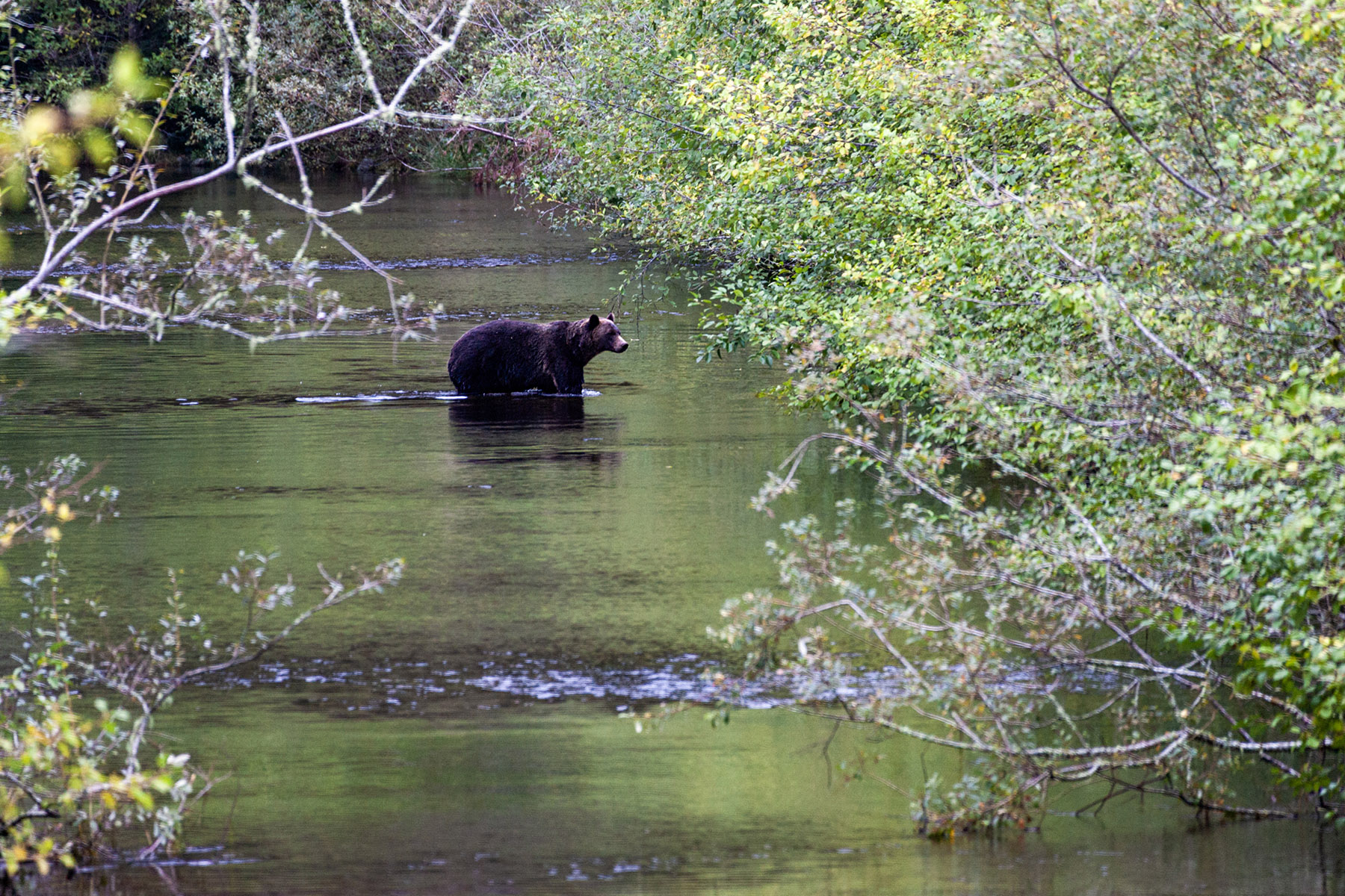 Grizzly bear, Knight Inlet, British Columbia.  Click for next photo.