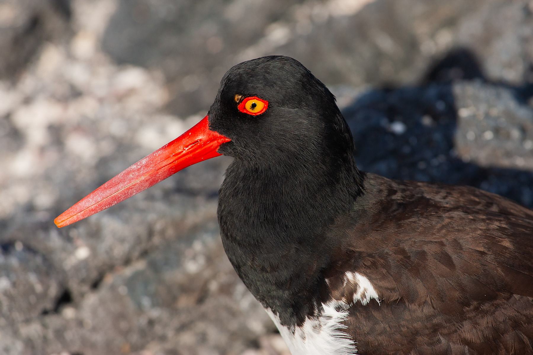 Oystercatcher, Punta Espinosa, Fernandina Island, Galapagos.  Click for next photo.