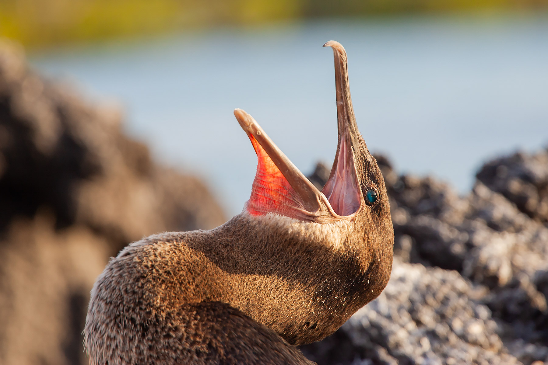 Flightless cormorant, Punta Espinosa, Fernandina Island, Galapagos.  Click for next photo.