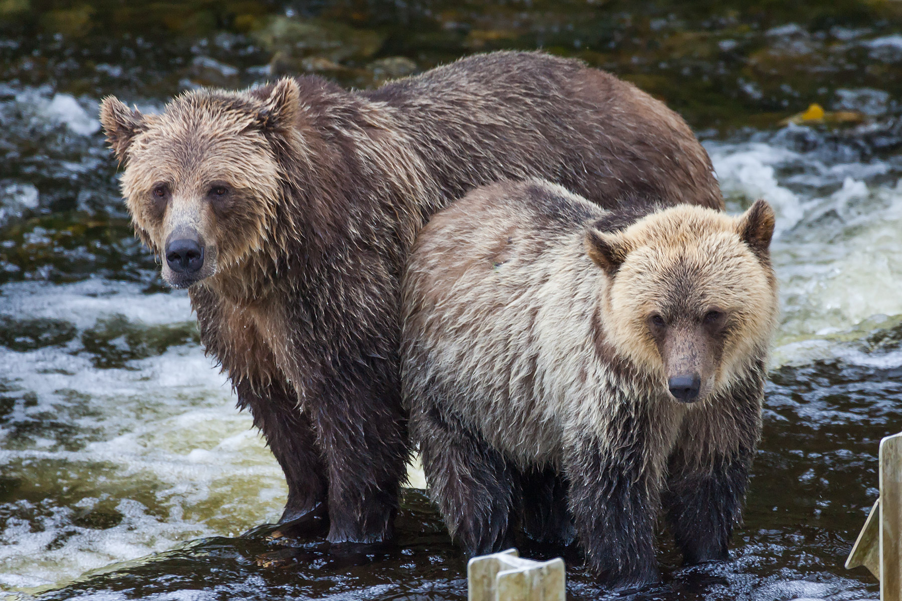 Grizzly bear mother and cub, Knight Inlet, British Columbia.  Click for next photo.