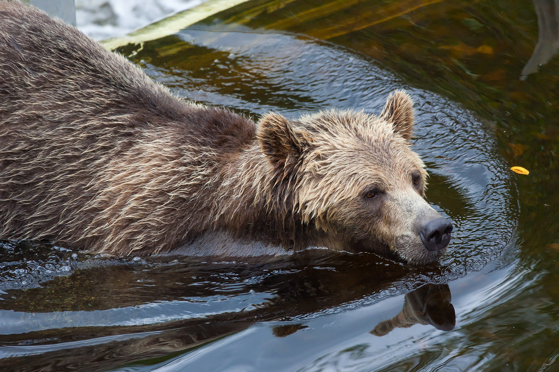 Grizzly bear mother, Knight Inlet, British Columbia.  Click for next photo.