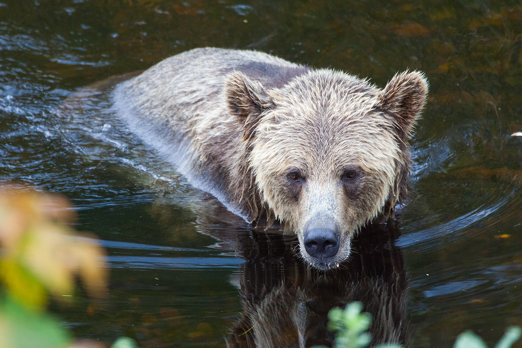 Grizzly bear mother, Knight Inlet, British Columbia.  Click for next photo.