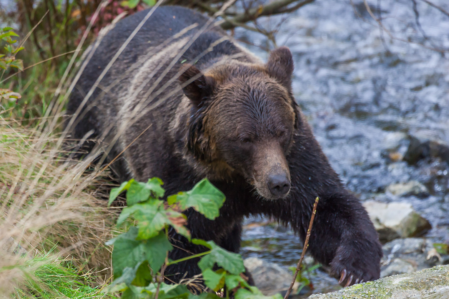 Grizzly bear, Knight Inlet, British Columbia.  Click for next photo.