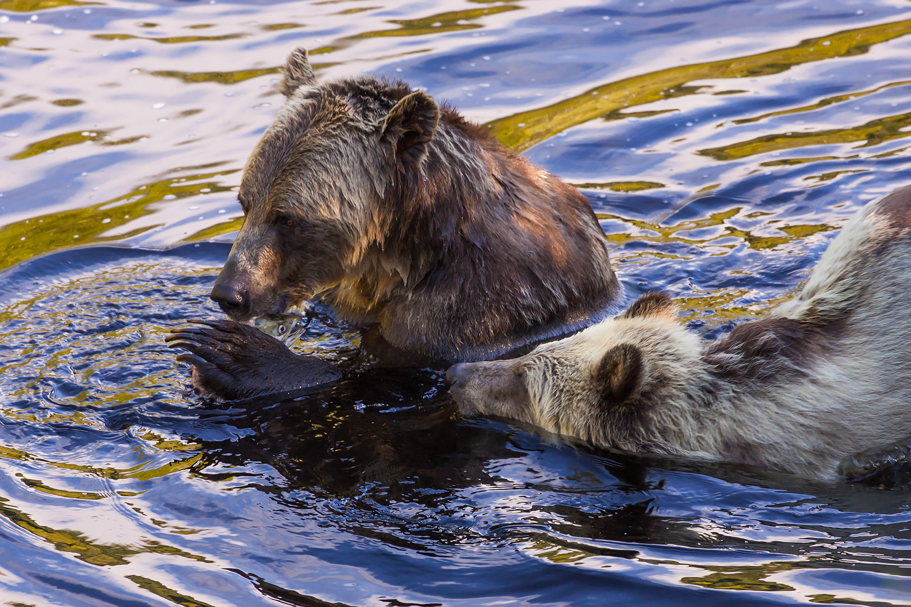 One bear has a fish and his sibling wants a share, Knight Inlet, British Columbia.  Click for next photo.