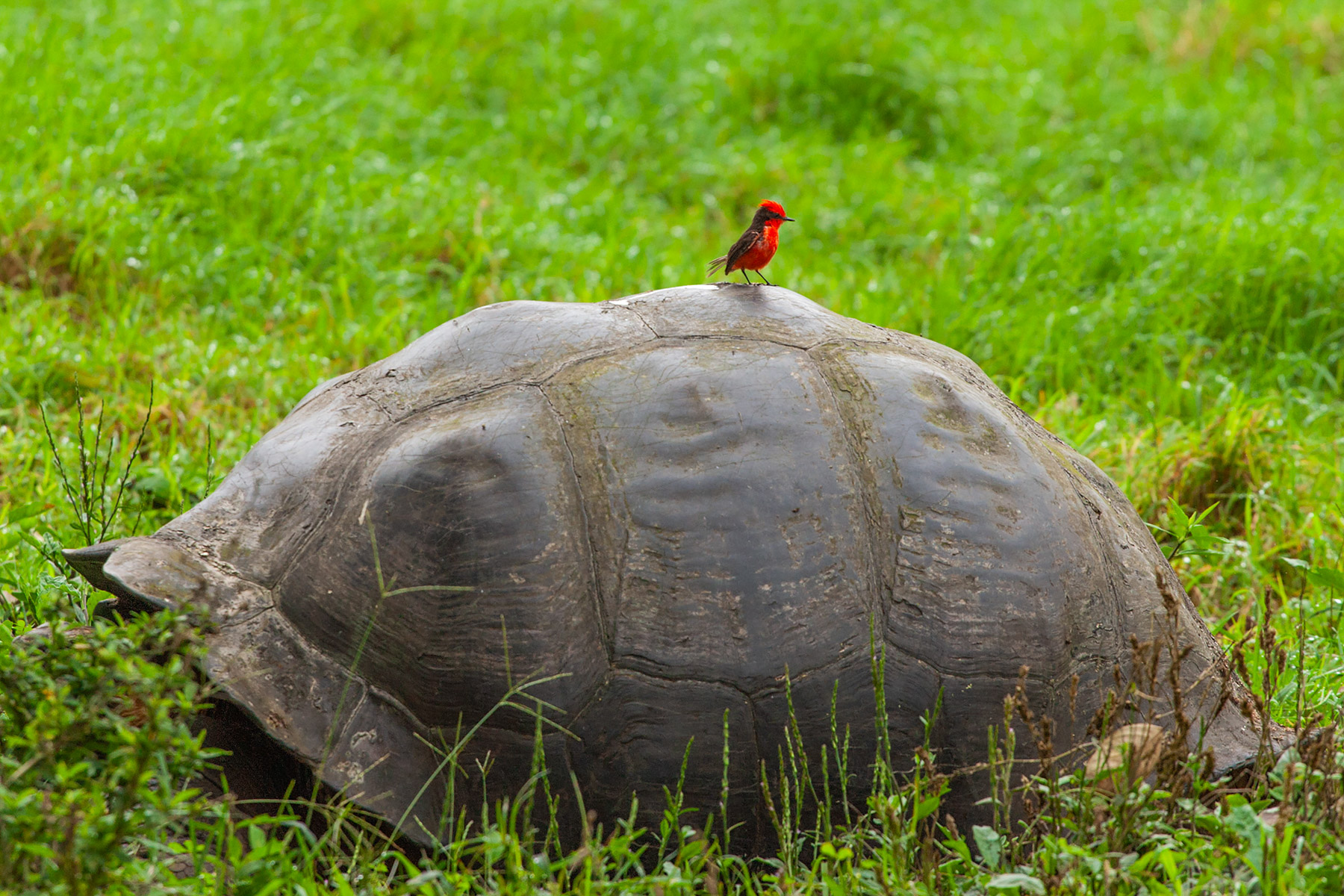 Vermillion Flycatcher on Galapagos Tortoise, Santa Cruz Island, Galapagos.  Click for next photo.