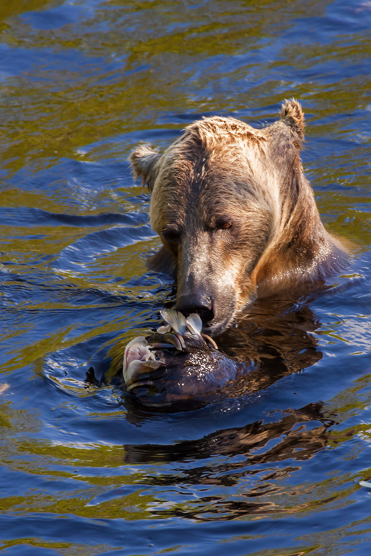 Grizzly bear, Knight Inlet, British Columbia.  Click for next photo.