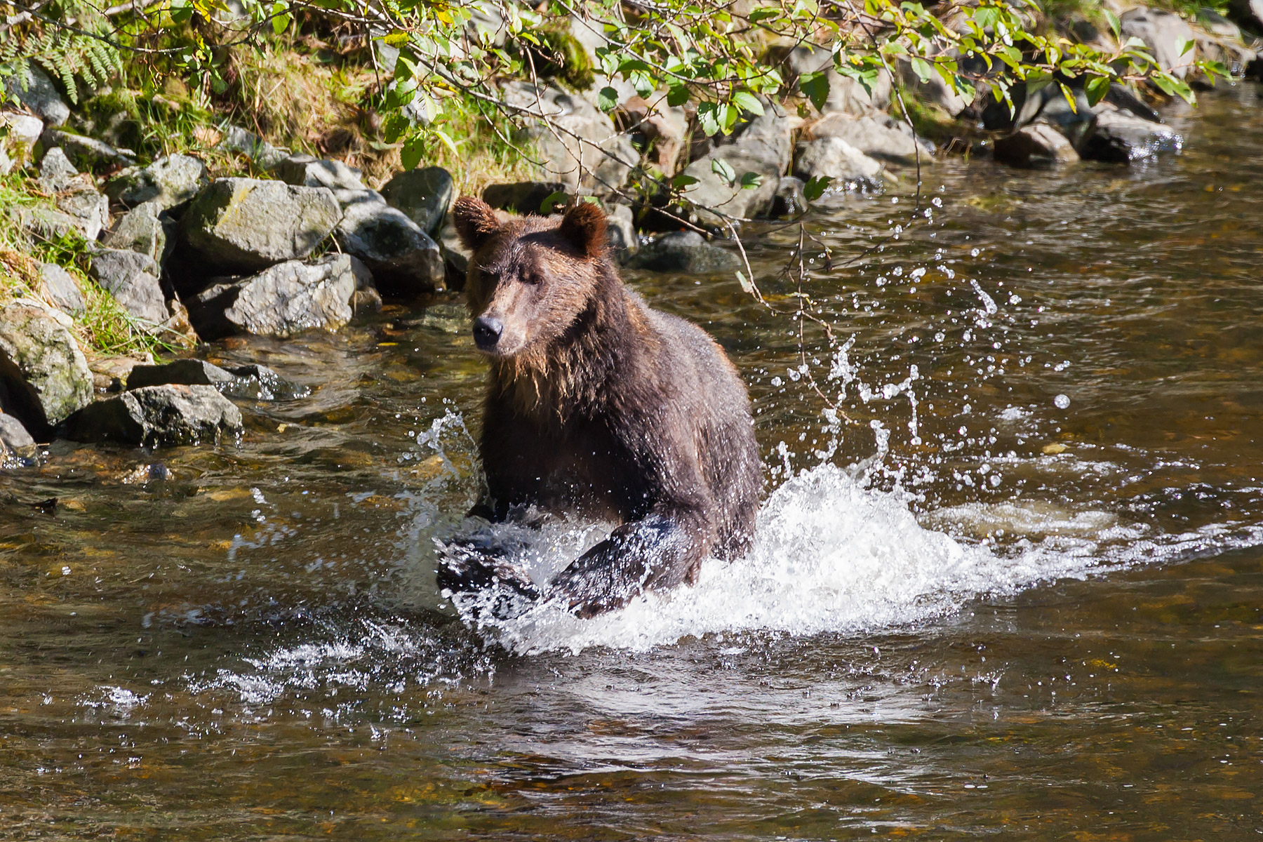 Grizzly bear, Knight Inlet, British Columbia.  Click for next photo.