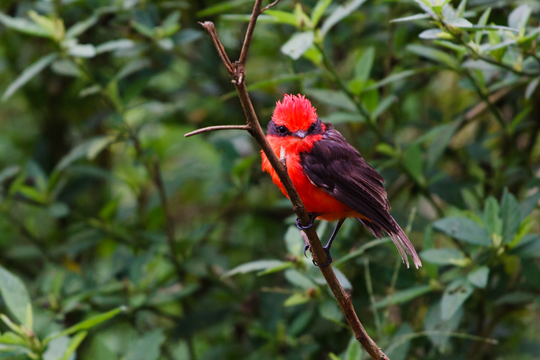 Vermillion Flycatcher, Santa Cruz Island, Galapagos.  Click for next photo.