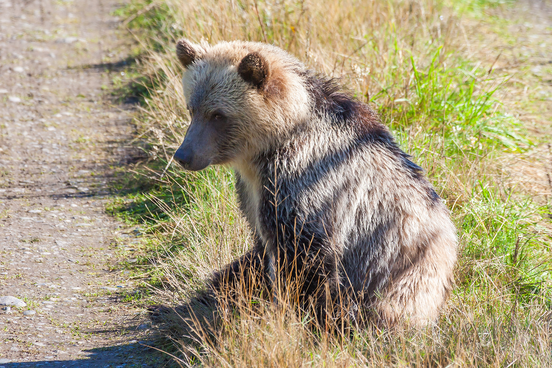Grizzly bear yearling cub blocks the only road out, Knight Inlet, British Columbia.  Click for next photo.
