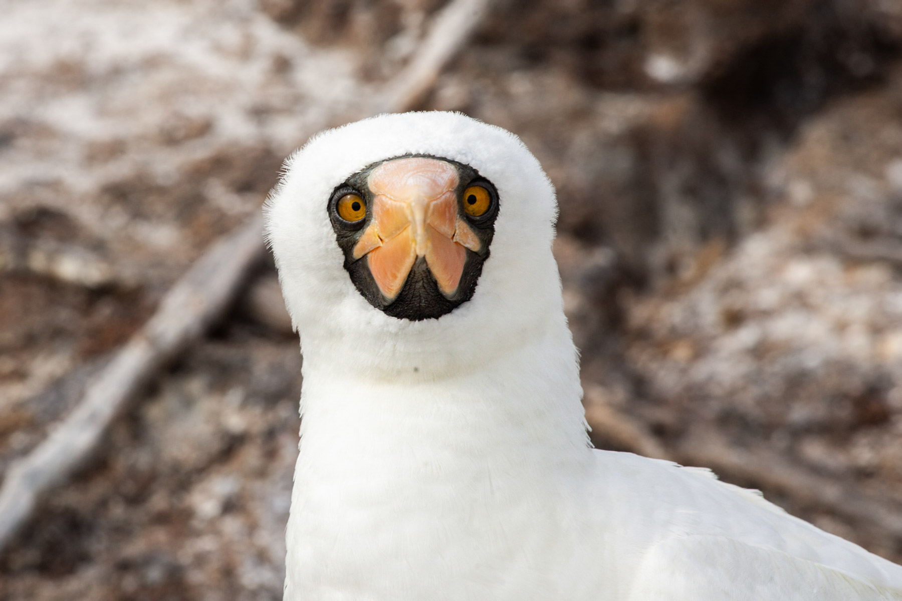 Nazca booby, Genovesa Island, Galapagos.  Click for next photo.