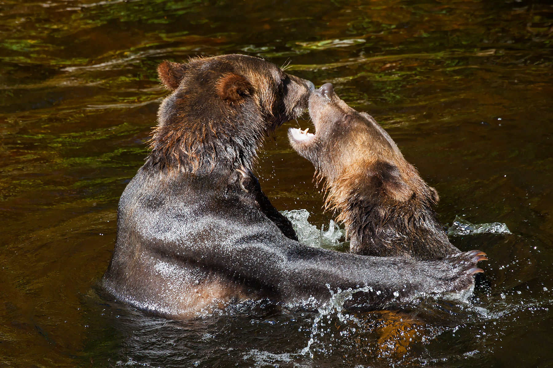 Grizzly bear siblings wrestling, Knight Inlet, British Columbia.  Click for next photo.