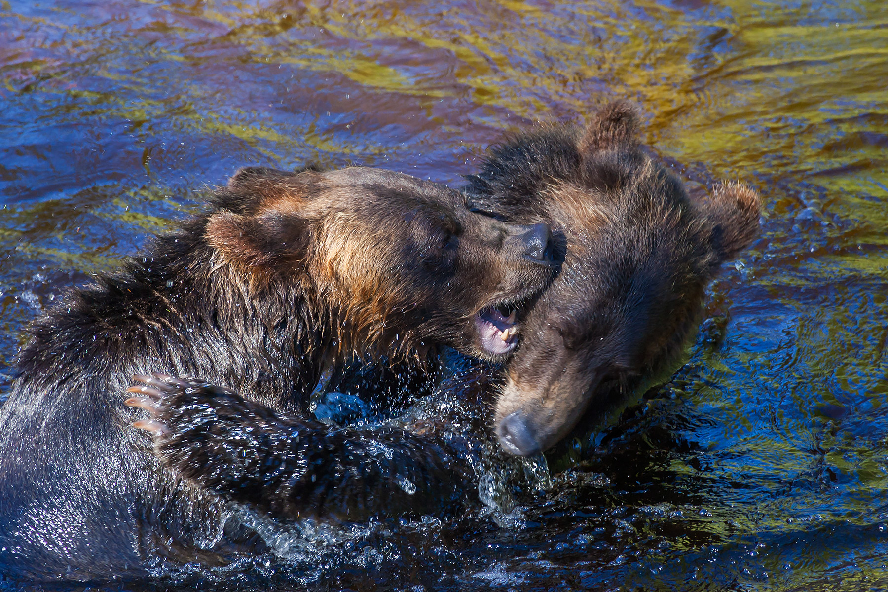 Grizzly bear siblings wrestling, Knight Inlet, British Columbia.  Click for next photo.