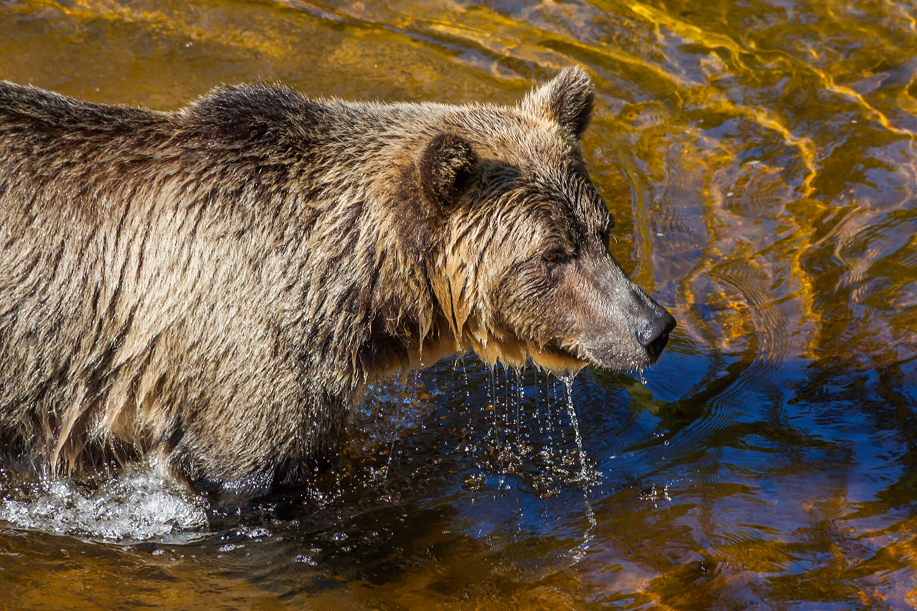 Grizzly bear, Knight Inlet, British Columbia.  Click for next photo.