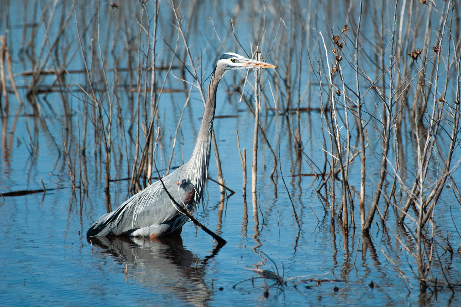 Heron at Blackwater National Wildlife Refuge, Maryland.  Click for next photo.