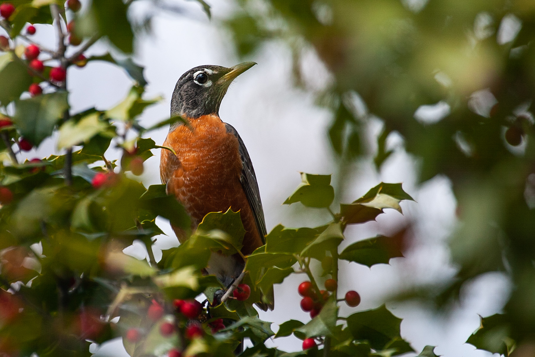 Robin at Bombay Hook National Wildlife Refuge, Delaware.  Click for next photo.