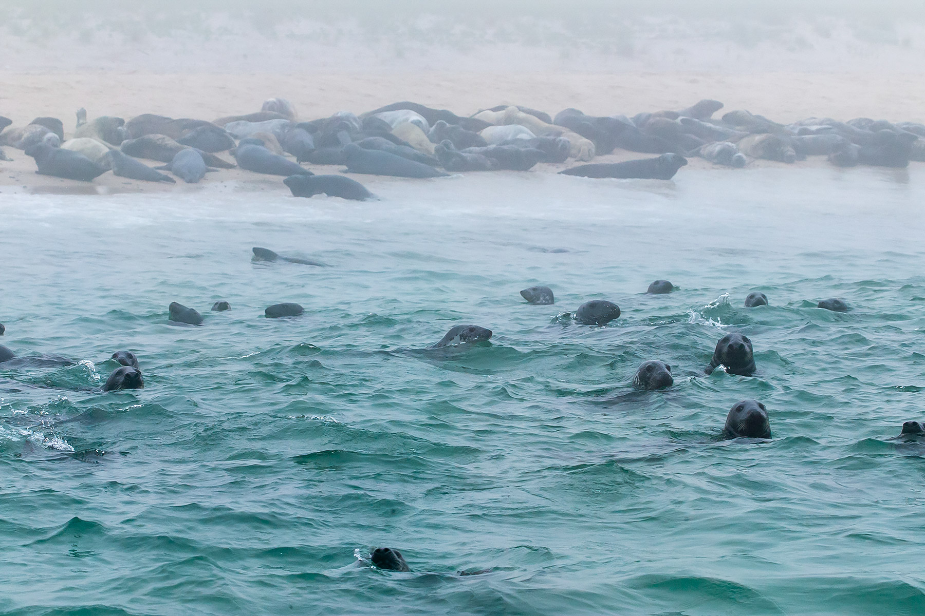 Gray seals and harbor seals cover the land and water, Monomoy National Wildlife Refuge, Cape Cod  Click for next photo.