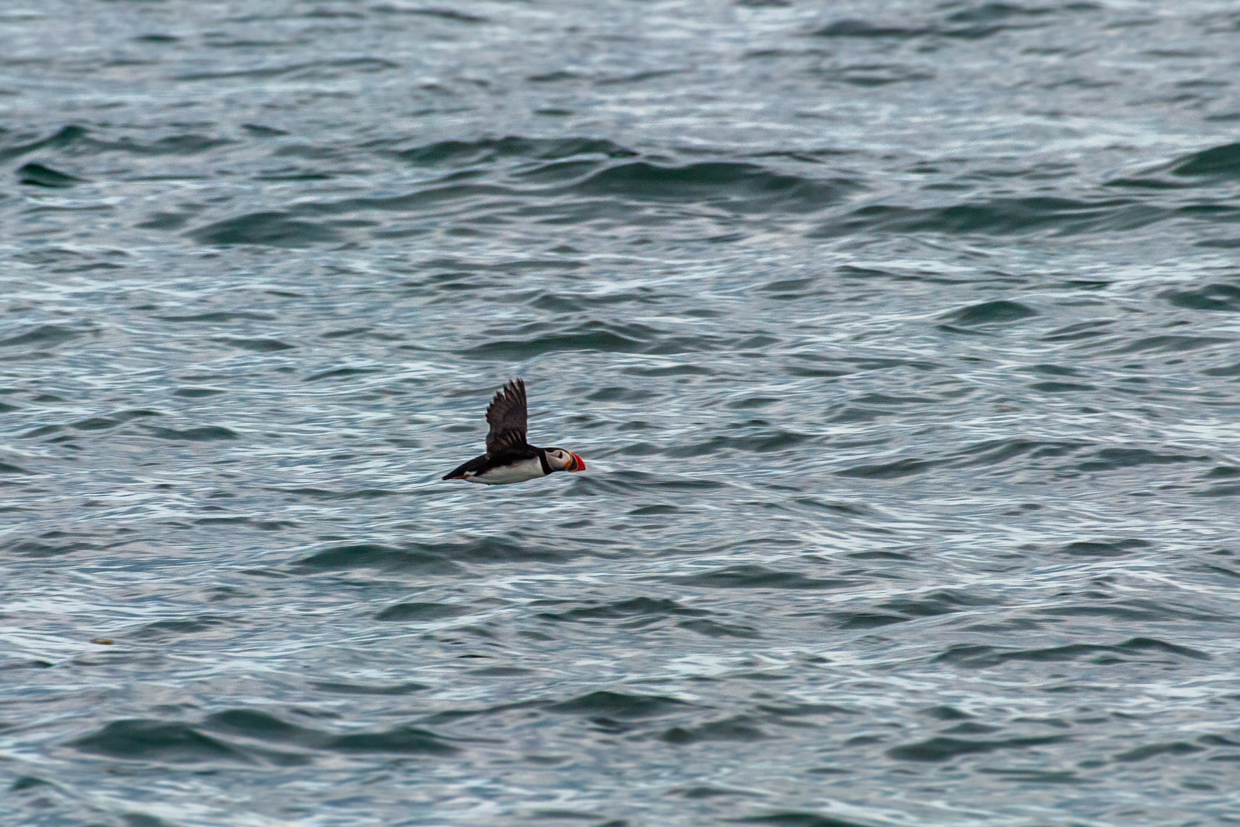 Puffin flying low.  Click for next photo.