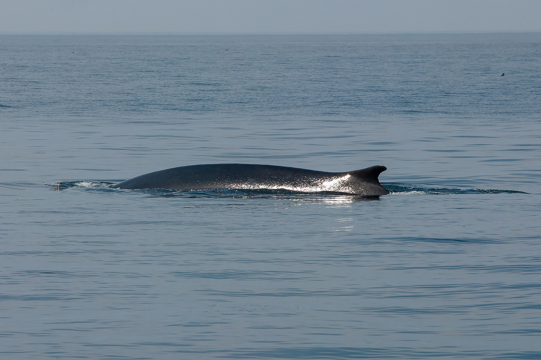 Saw two fin whales on a whale watch from Bar Harbor.  Click for next photo.
