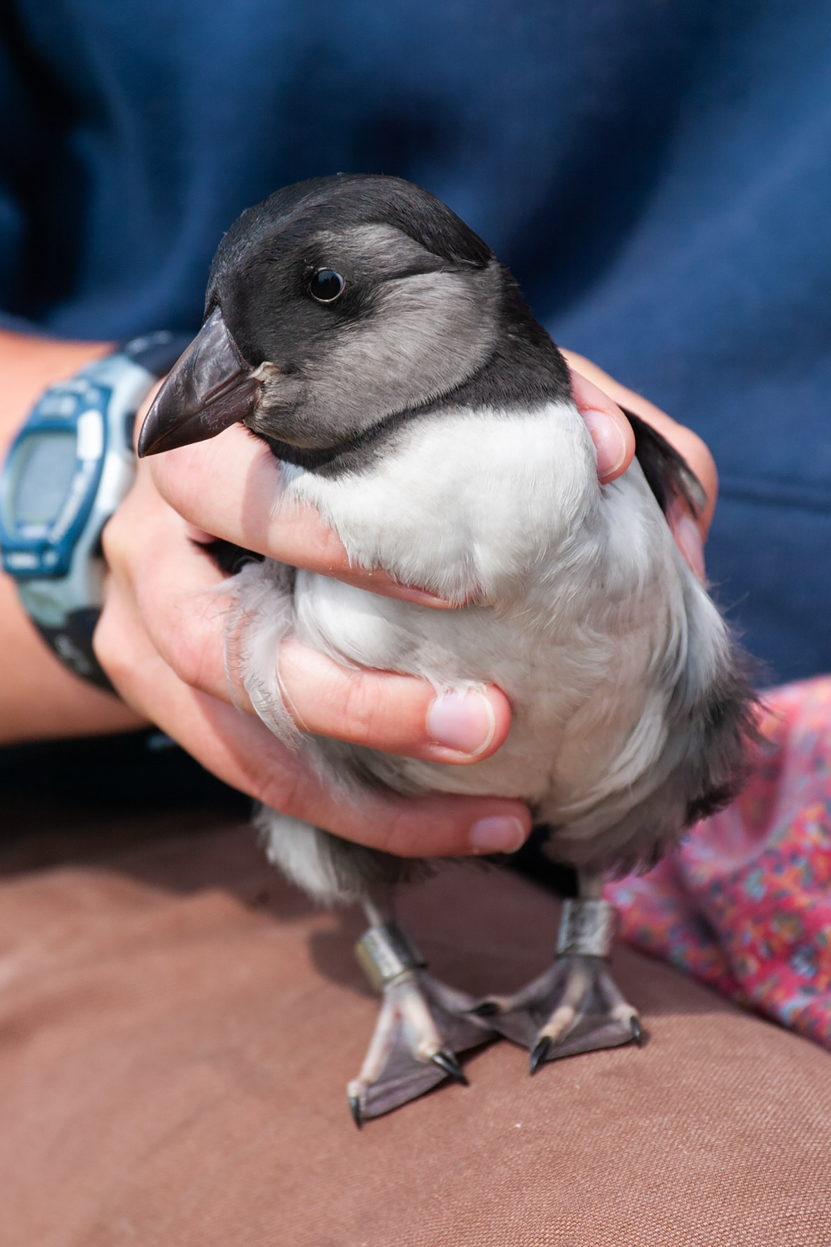 A researcher shows off a young puffling which has been tagged and will be released to the ocean.  Click for next photo.
