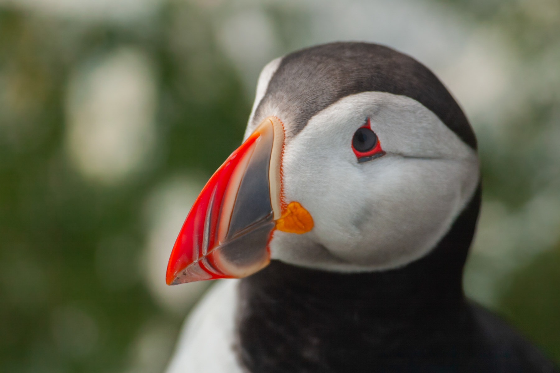 Puffin, Machias Seal Island.  Click for next photo.