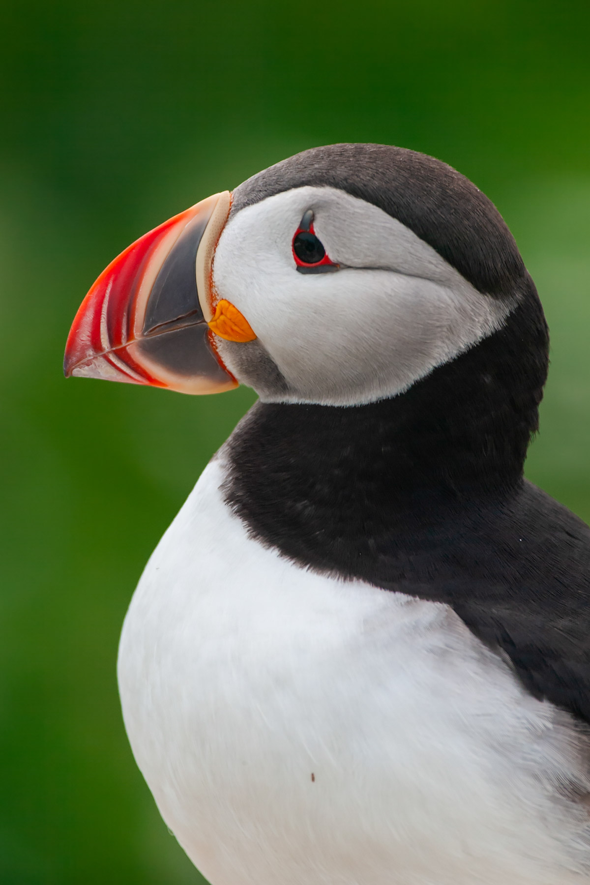Puffin, Machias Seal Island.  Click for next photo.