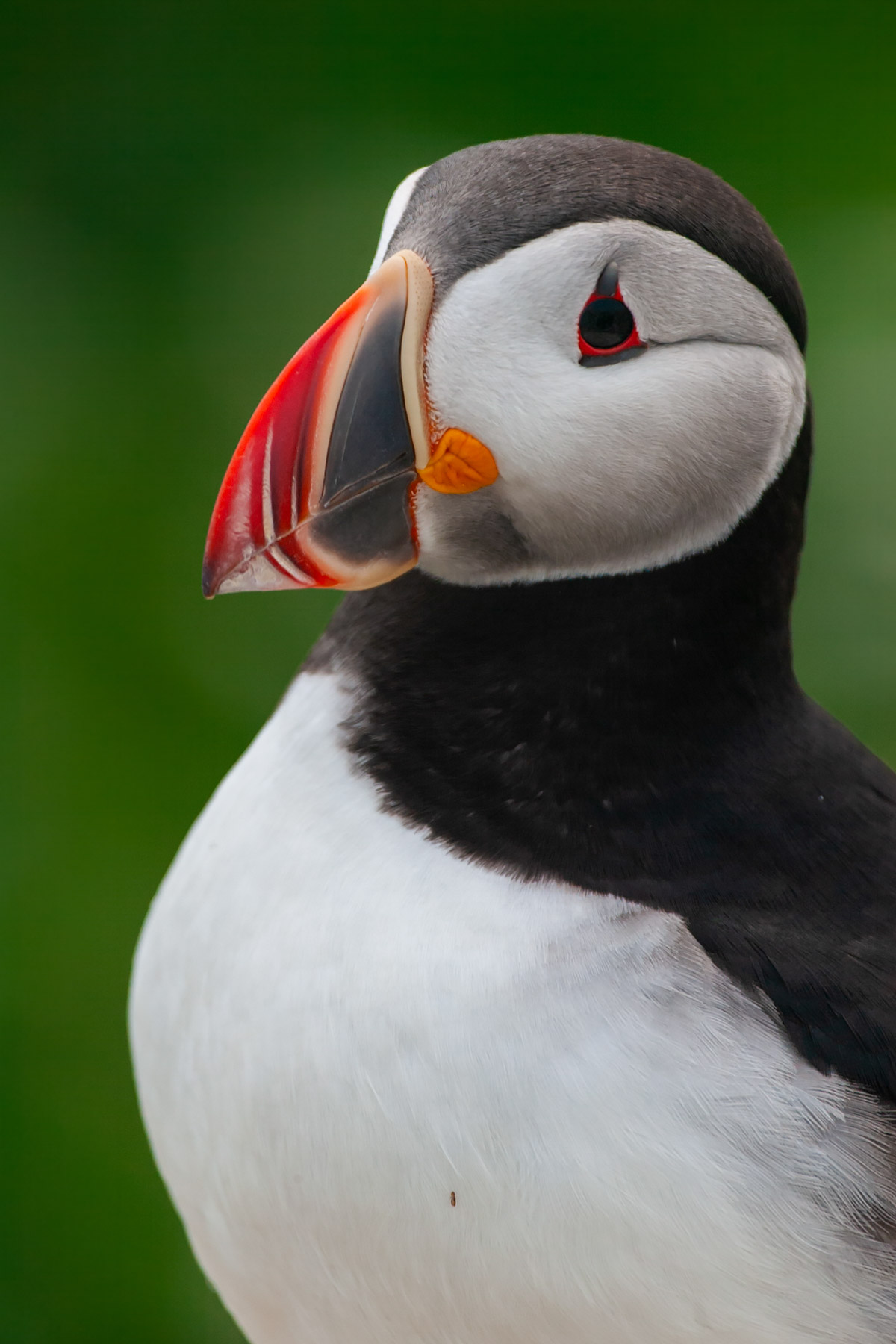 Puffin, Machias Seal Island.  Click for next photo.
