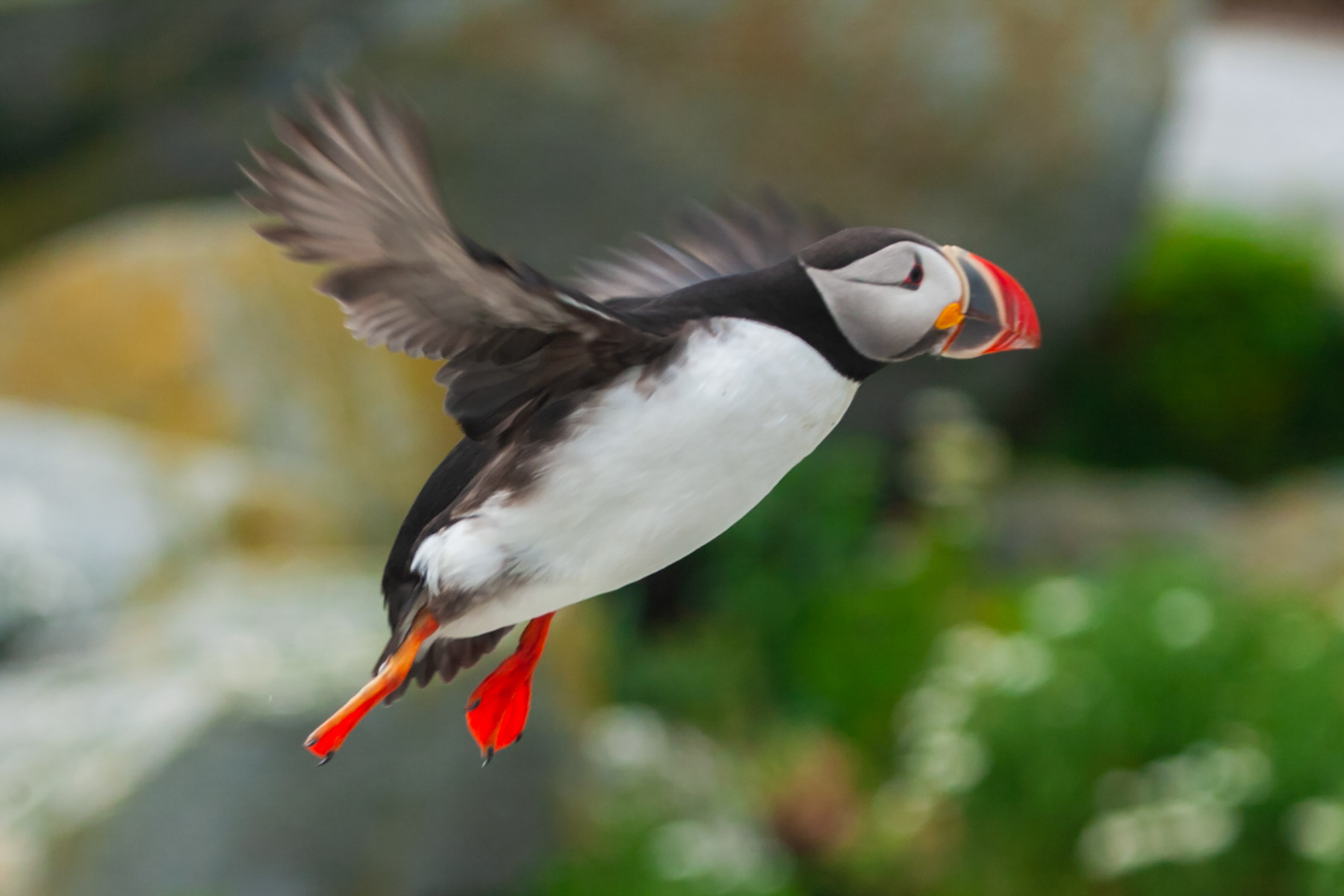 Puffin takes flight.  Click for next photo.