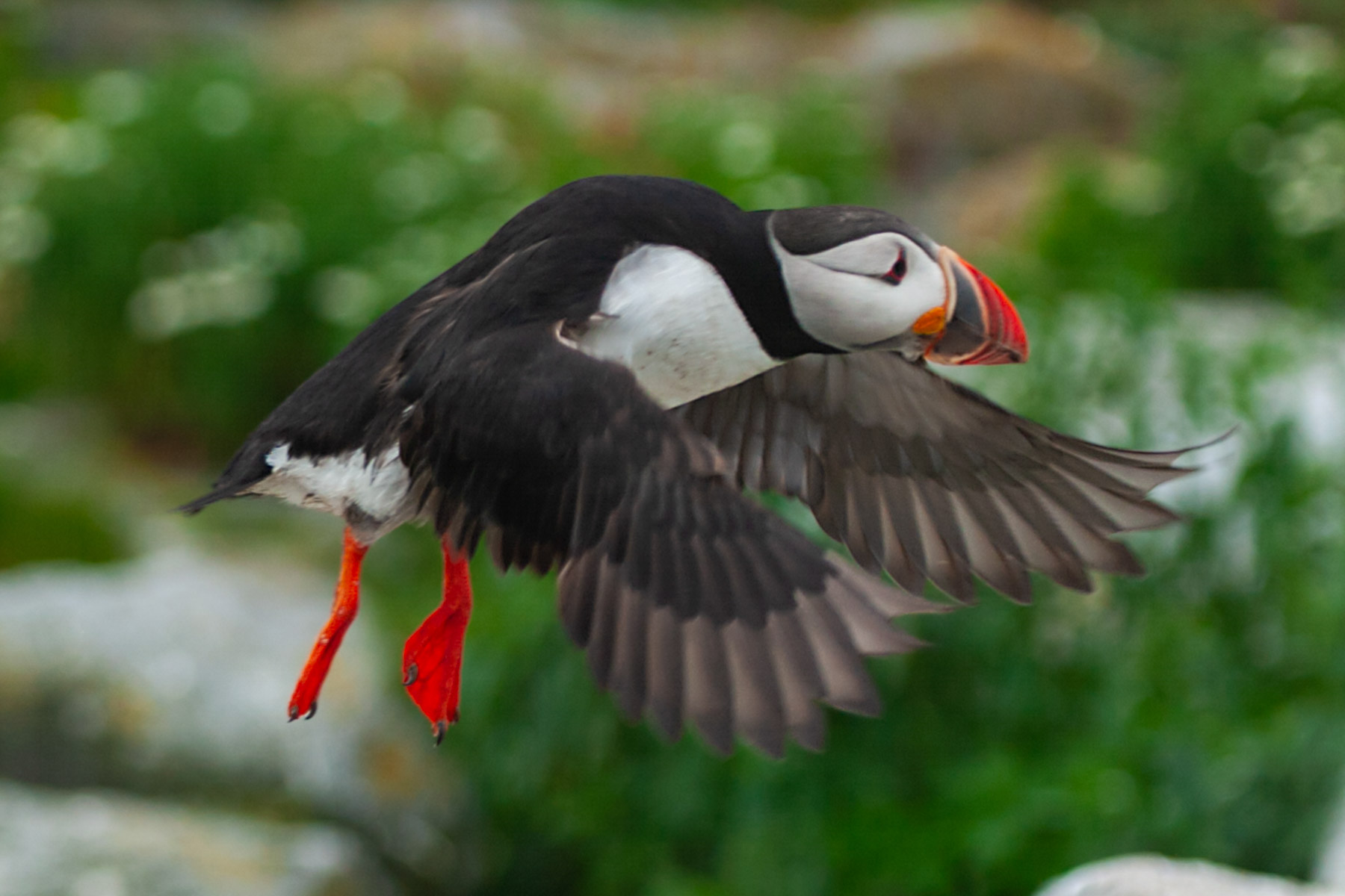 Puffin takes flight.  Click for next photo.