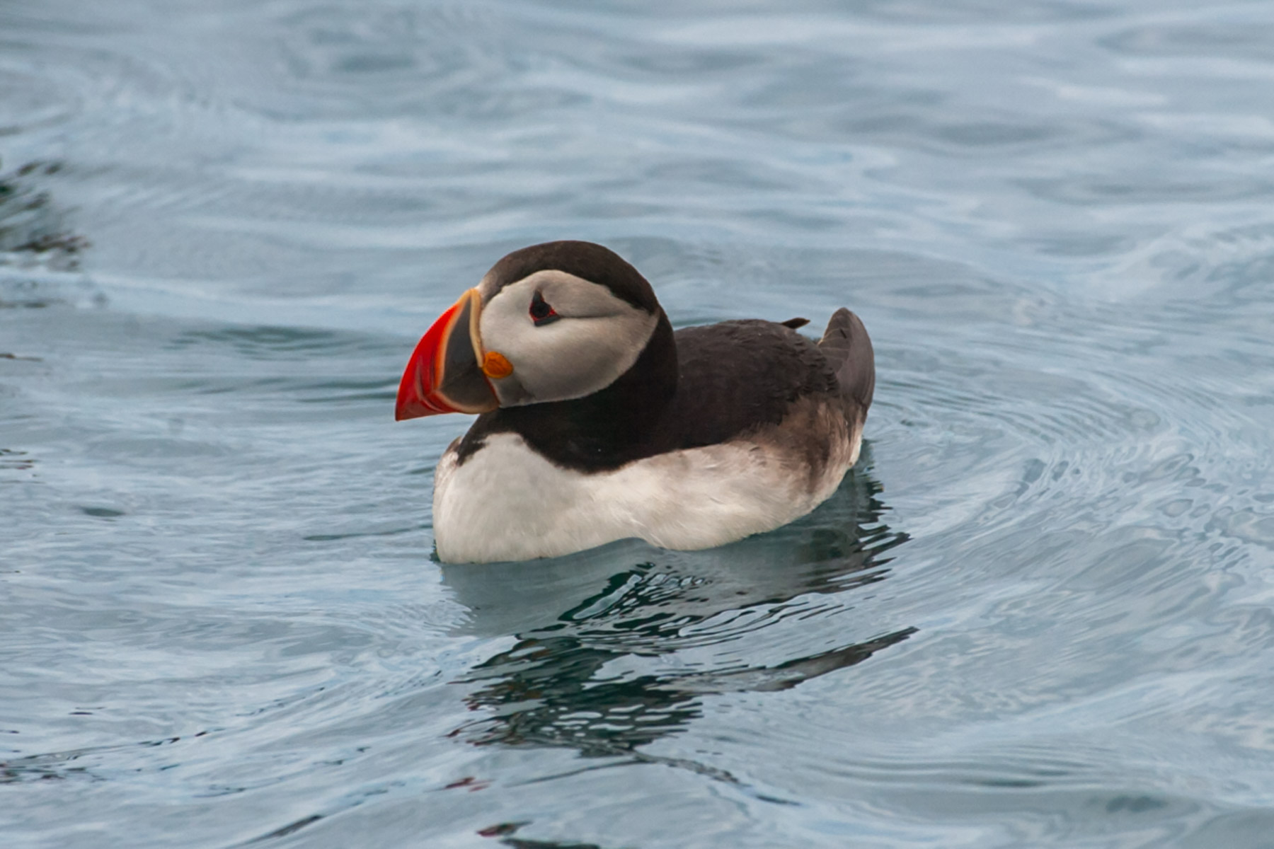 Puffin just offshore.  Click for next photo.