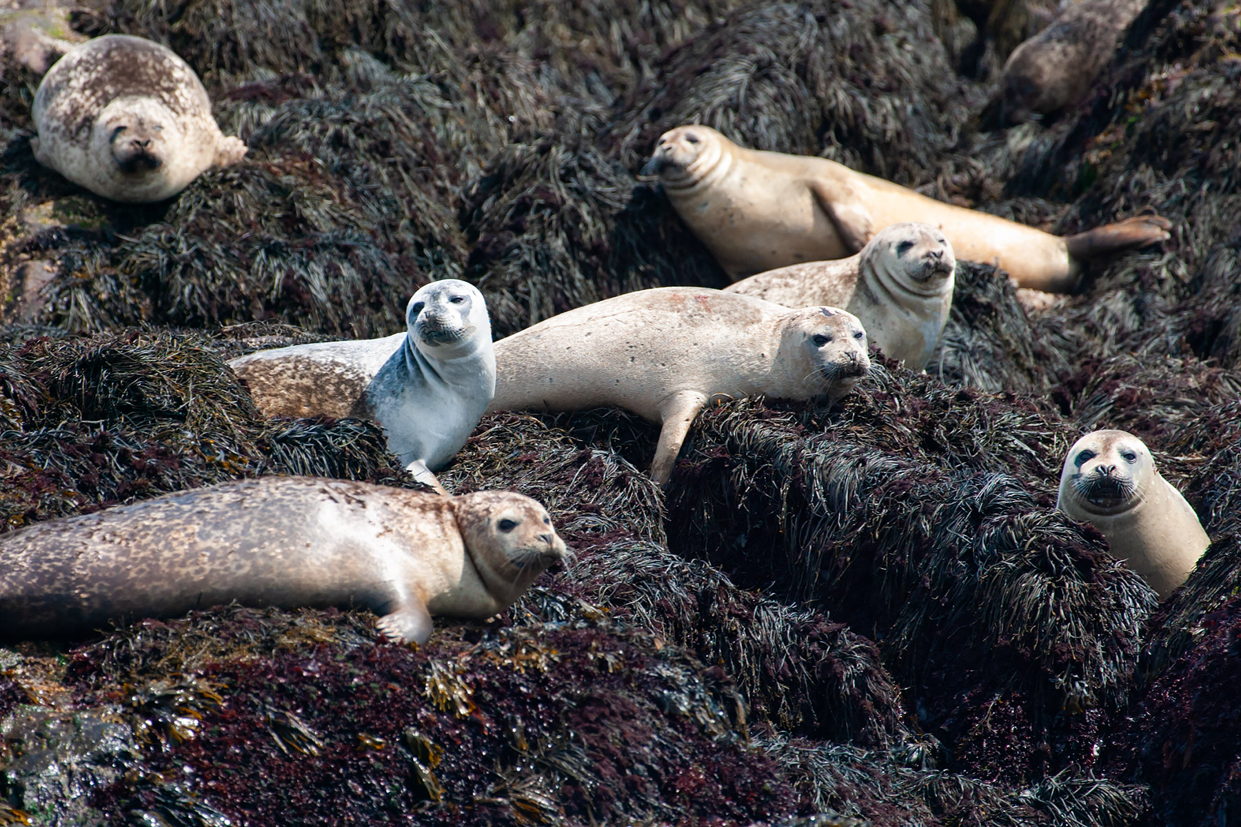 Seals hauled out on North Rock.  Click for next photo.