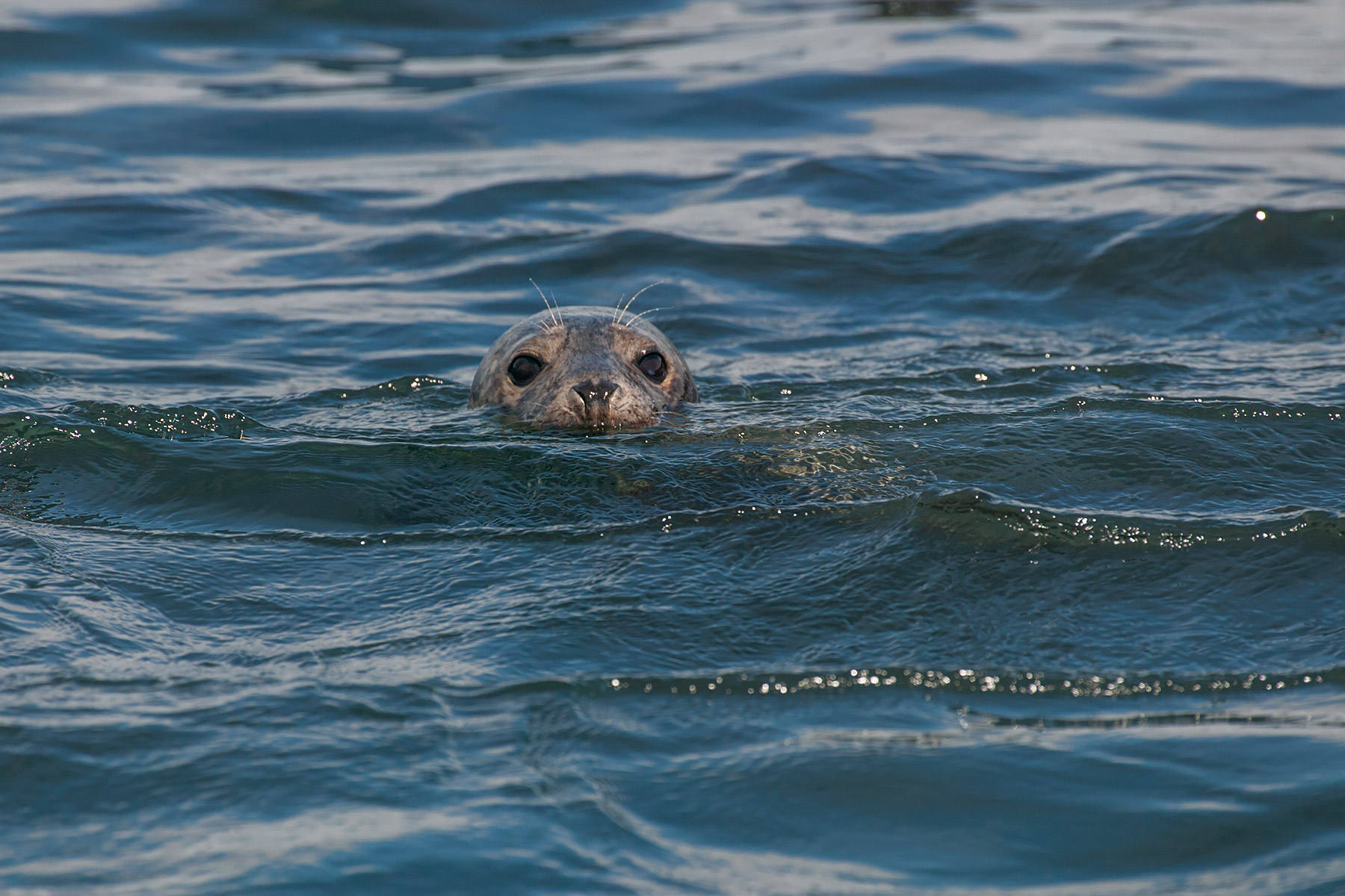 Kilroy was here.  Seal near North Rock, Gulf of Maine.  Click for next photo.