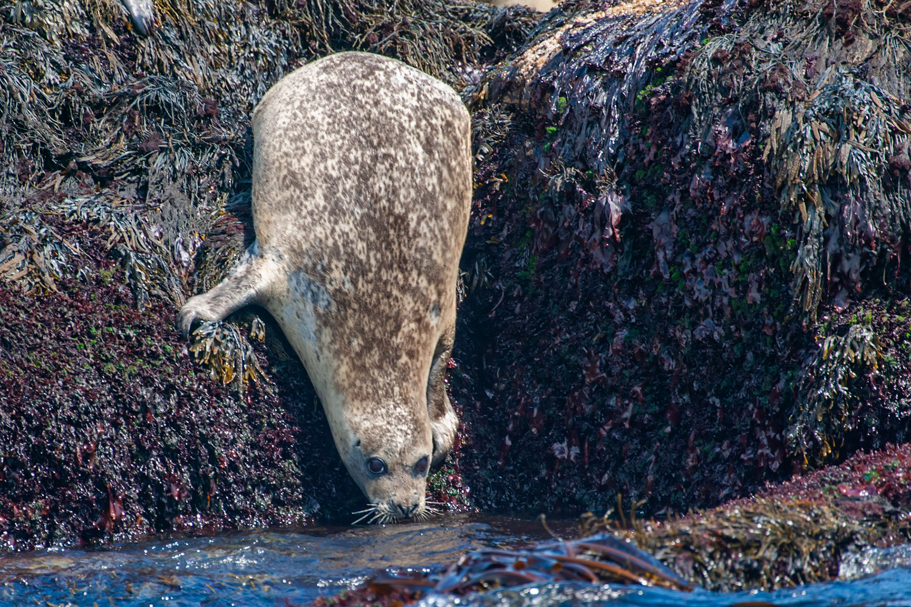 Seals hauled out on North Rock.  Click for next photo.