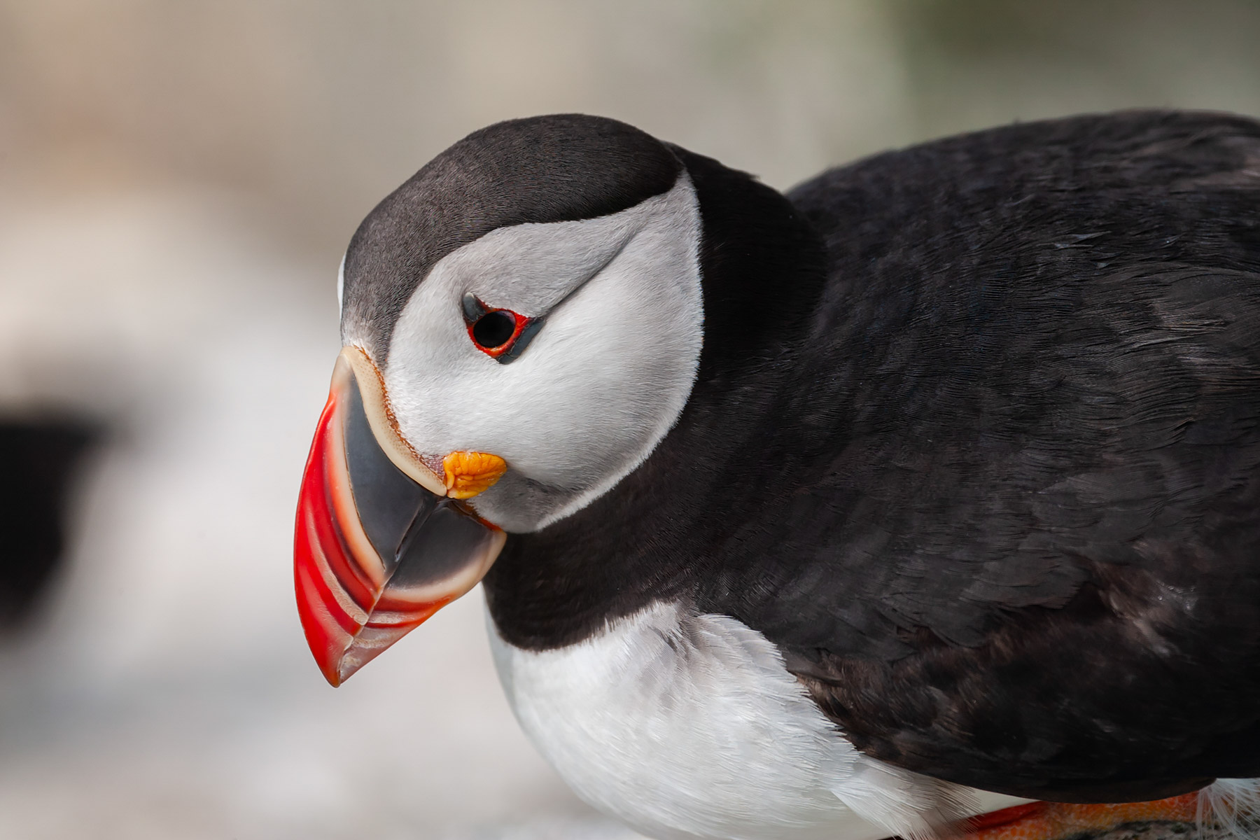 Puffin, Machias Seal Island.  Click for next photo.