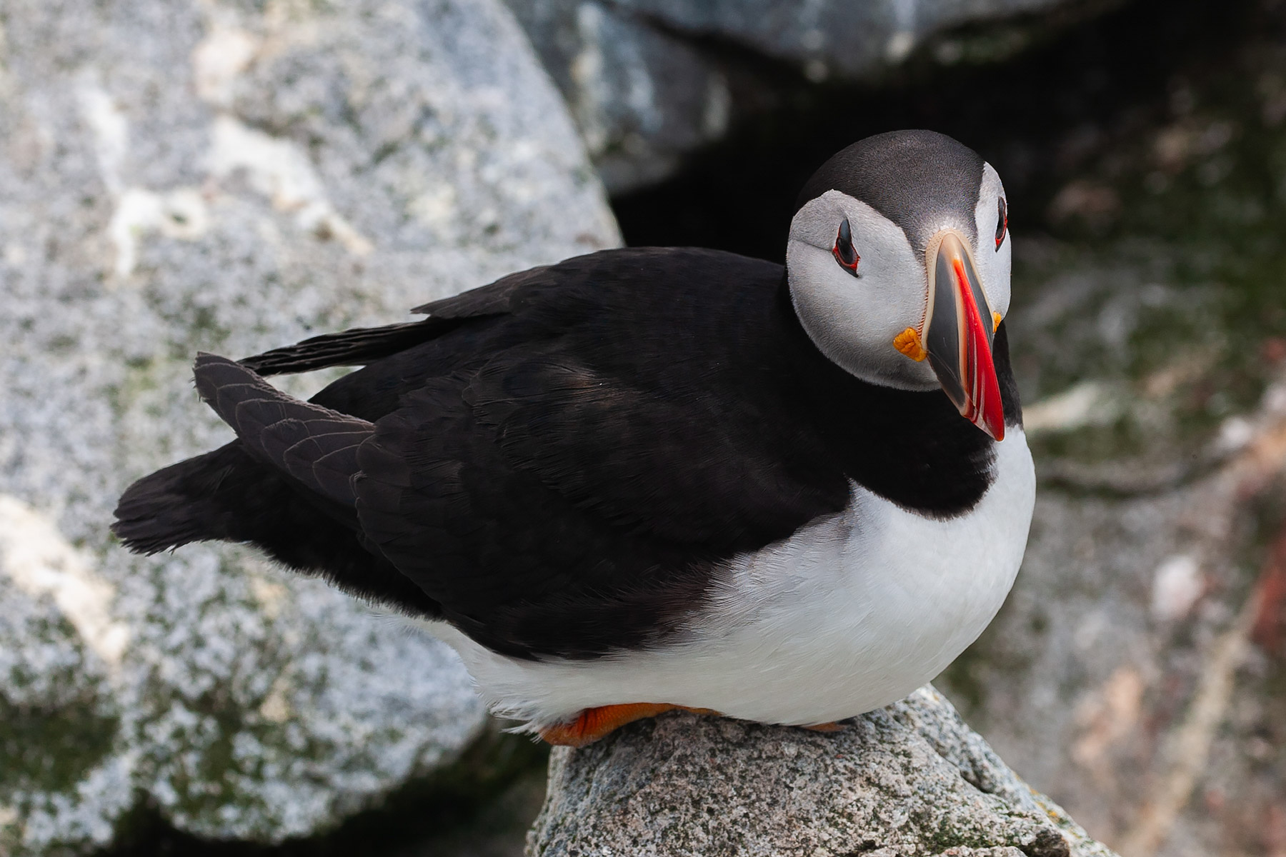 Puffin, Machias Seal Island.  Click for next photo.