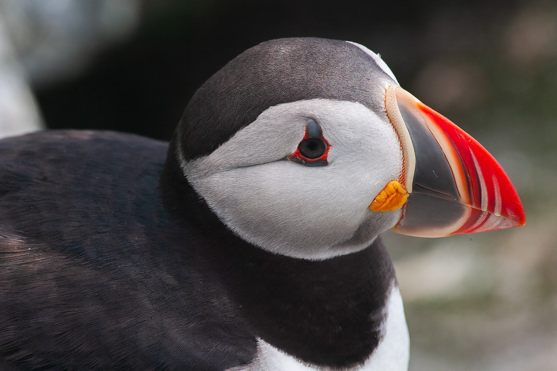 Puffin, Machias Seal Island.  Click for next photo.