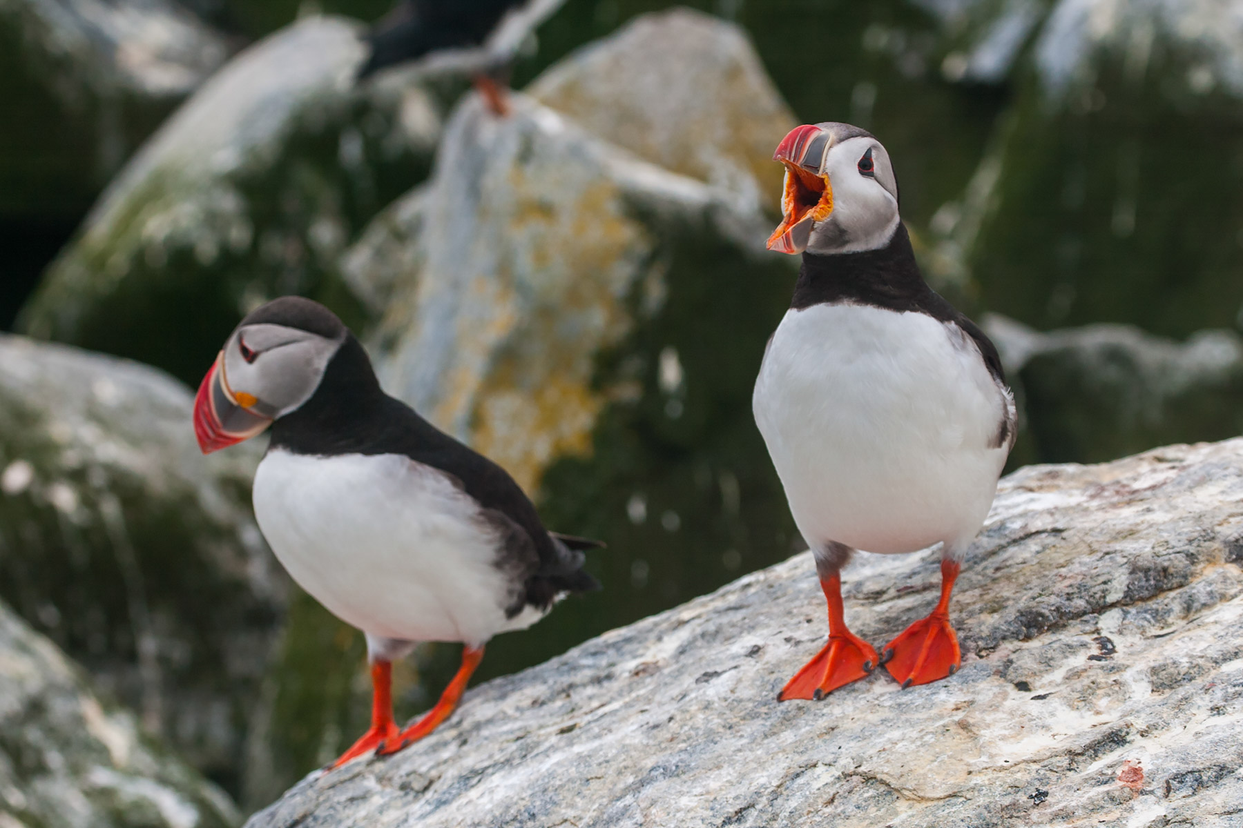 I am Puffin, hear me roar.  Click for next photo.