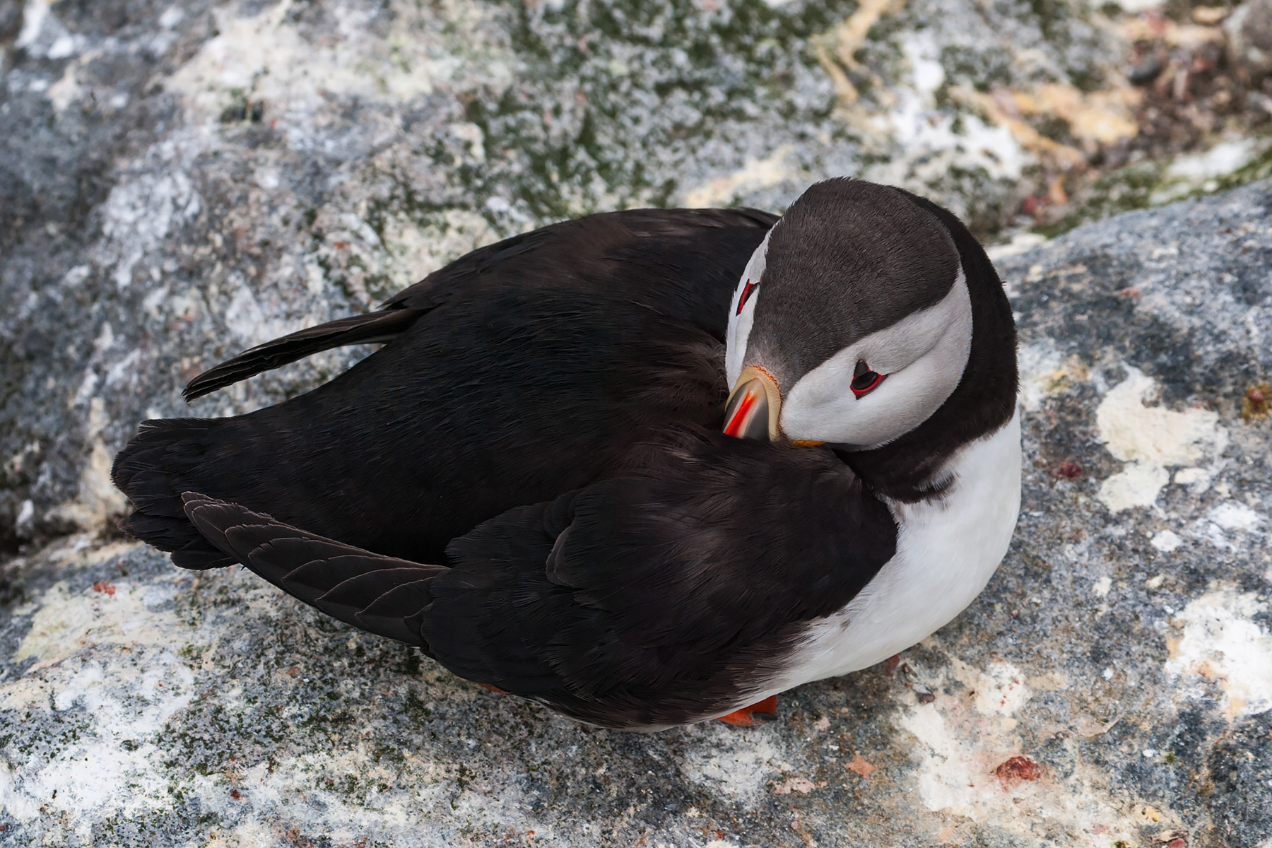 Puffin, Machias Seal Island.  Click for next photo.