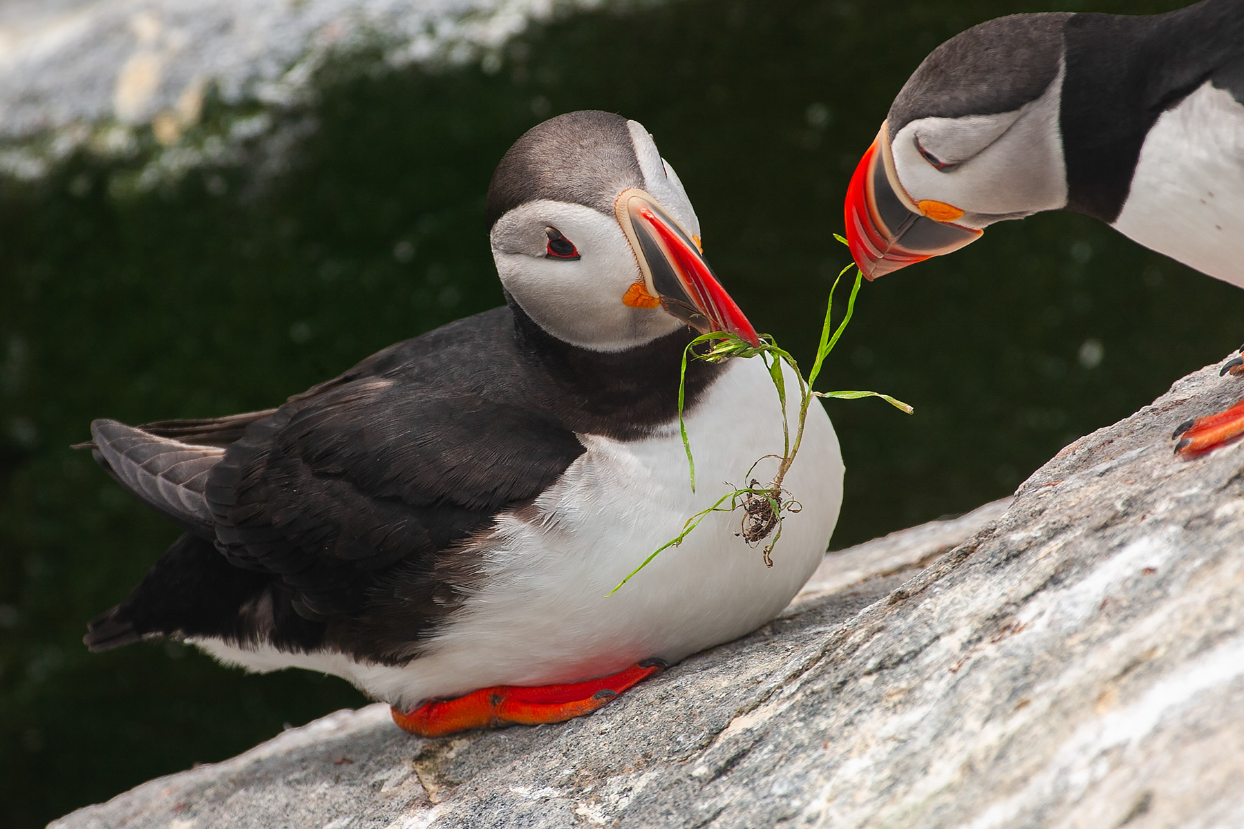 Puffin with nesting material, Machias Seal Island.  Click for next photo.