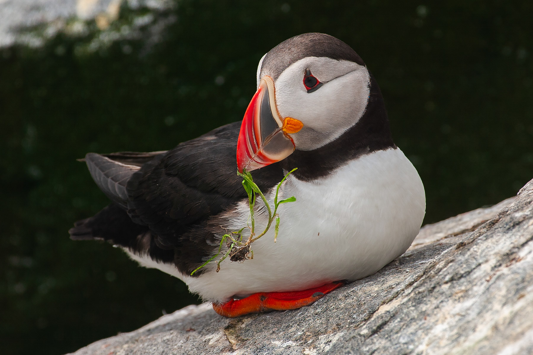 Puffin with nesting material, Machias Seal Island.  Click for next photo.