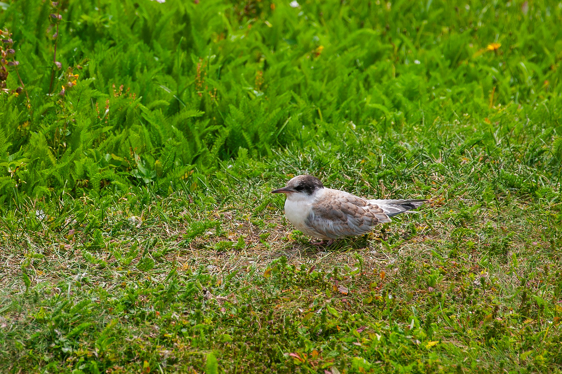 One of the hundreds of tern chicks hatched on Machias Seal Island in.  Click for next photo.